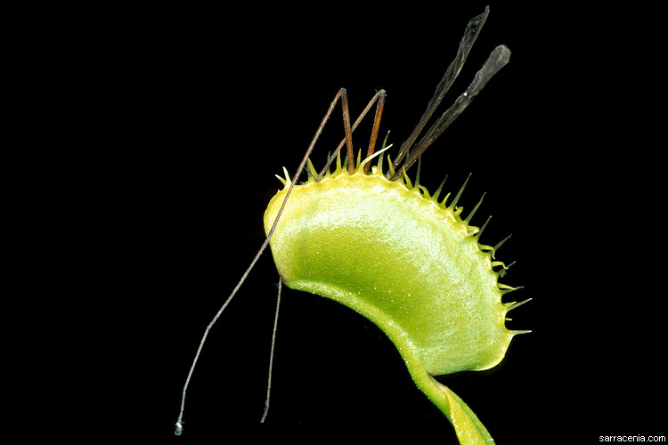 �������� ��� :: �������� ������ Dionaea muscipula :: ���������� 1