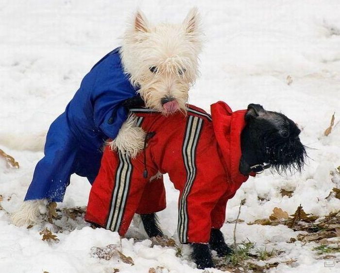������ ������ :: ���������� 1