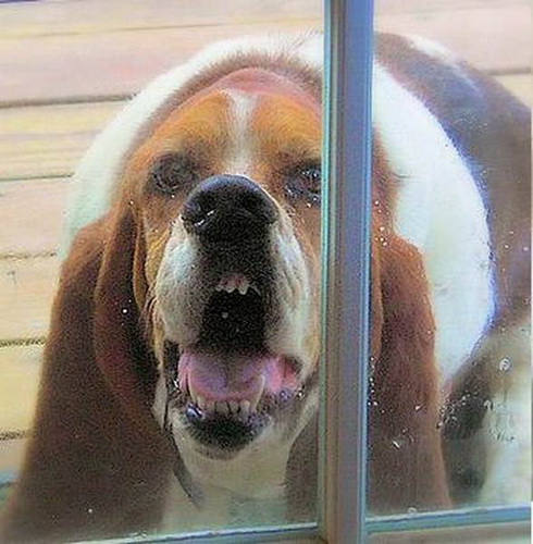 ������ ���� 71
