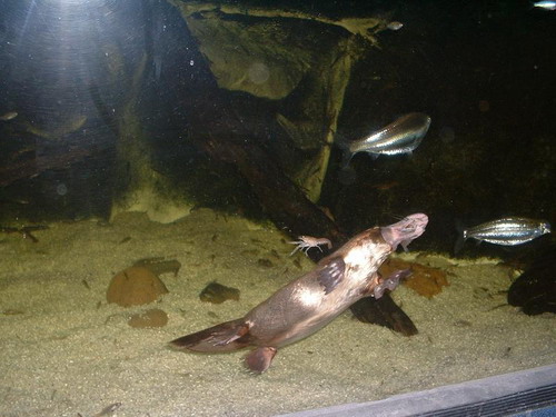 ������� (Ornithorhynchus anatinus) ���� 1
