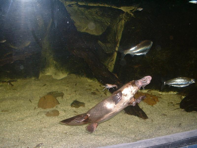 ������� (Ornithorhynchus anatinus) :: ���������� 1