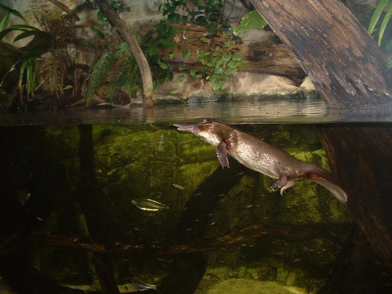 ������� (Ornithorhynchus anatinus) :: ���������� 1