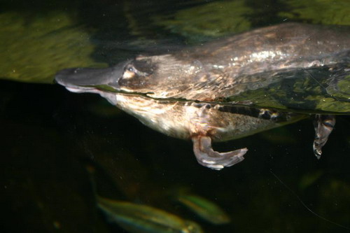 ������� (Ornithorhynchus anatinus) ���� 3