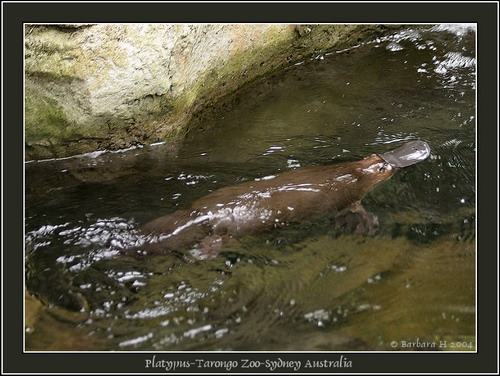 ������� (Ornithorhynchus anatinus) ���� 4