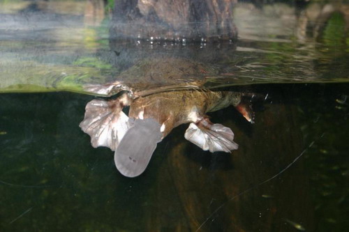 ������� (Ornithorhynchus anatinus) ���� 5
