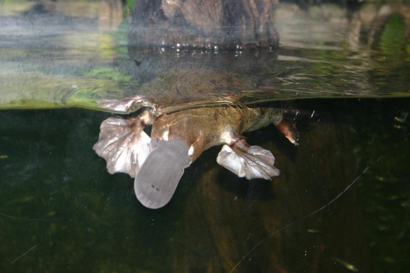 ������� (Ornithorhynchus anatinus) :: ���������� 1