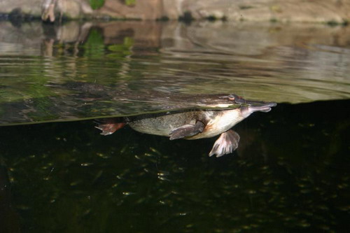 ������� (Ornithorhynchus anatinus) ���� 6