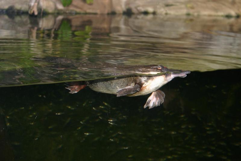 ������� (Ornithorhynchus anatinus) :: ���������� 1