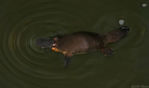 ������� (Ornithorhynchus anatinus) ���� 7
