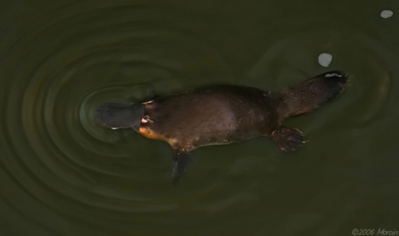 ������� (Ornithorhynchus anatinus) :: ���������� 1