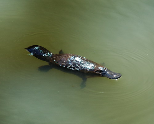 ������� (Ornithorhynchus anatinus) ���� 8