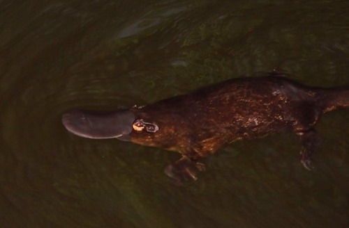 ������� (Ornithorhynchus anatinus) ���� 9