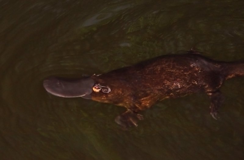 ������� (Ornithorhynchus anatinus) :: ���������� 1