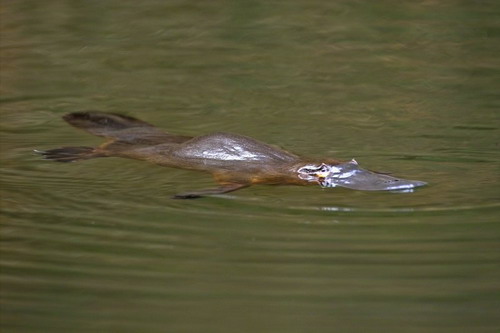 ������� (Ornithorhynchus anatinus) ���� 10