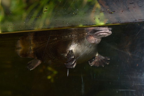 ������� (Ornithorhynchus anatinus) ���� 11