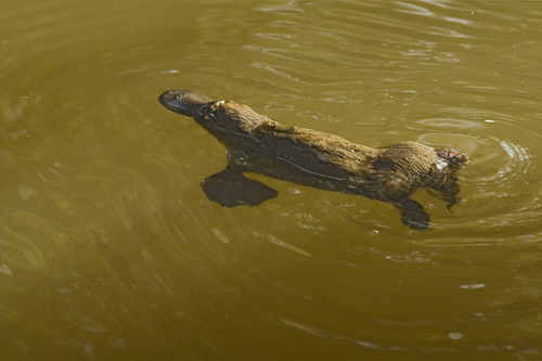 ������� (Ornithorhynchus anatinus) ���� 12