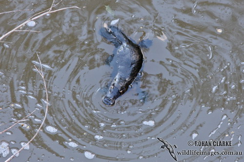 ������� (Ornithorhynchus anatinus) ���� 13