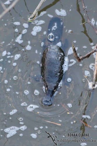 ������� (Ornithorhynchus anatinus) ���� 14