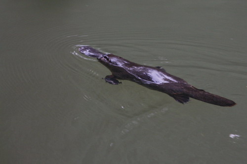 ������� (Ornithorhynchus anatinus) ���� 15
