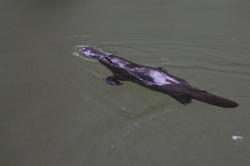 ������� (Ornithorhynchus anatinus) :: ���������� 1