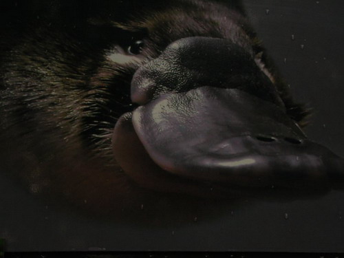 ������� (Ornithorhynchus anatinus) ���� 16