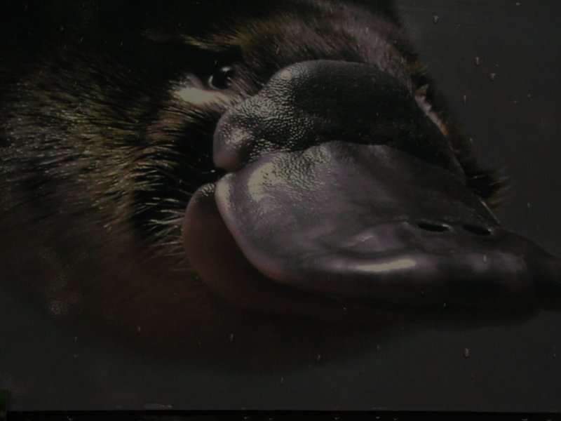 ������� (Ornithorhynchus anatinus) :: ���������� 1