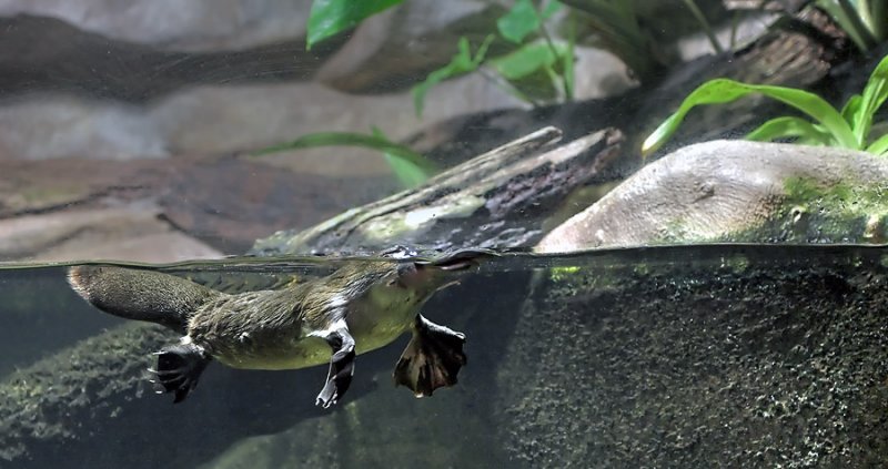 ������� (Ornithorhynchus anatinus) :: ���������� 1