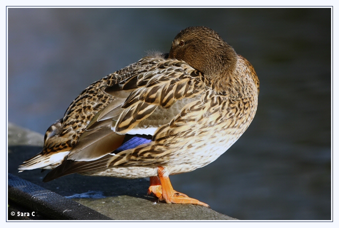 �������� ��� :: ���� :: ���������� 1