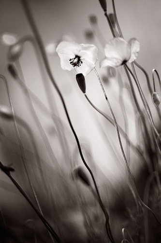 �������� Ebru Sidar ���� 59