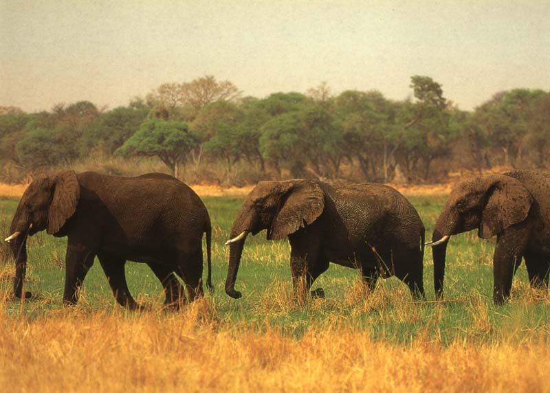�������� ��� :: ����� :: ���������� 1