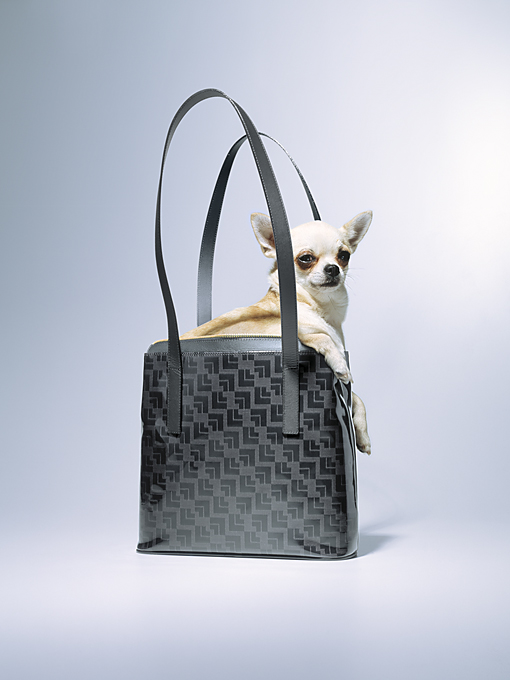 ���� :: �������� Felix Streuli :: ���������� 1