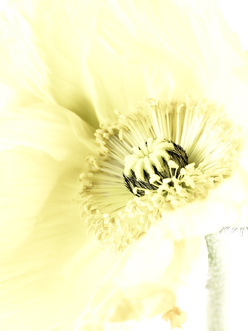 ���� :: �������� Felix Streuli :: ���������� 1