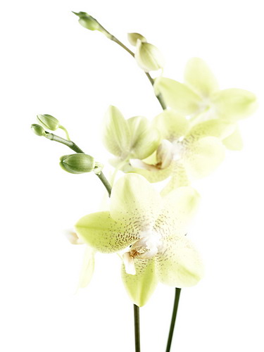 ���� :: �������� Felix Streuli ���� 26
