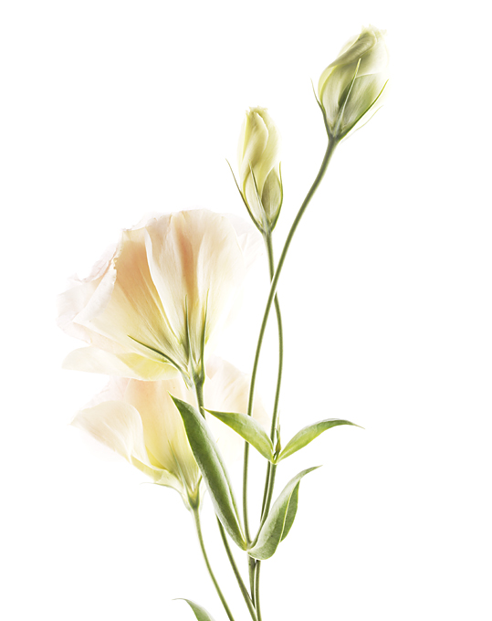 ���� :: �������� Felix Streuli :: ���������� 1