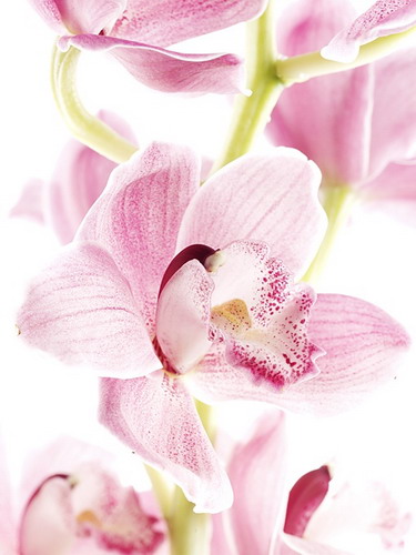 ���� :: �������� Felix Streuli ���� 28