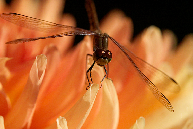 ������� :: ����� :: ���������� 1