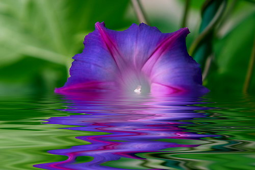 ������� :: ����� ���� 33