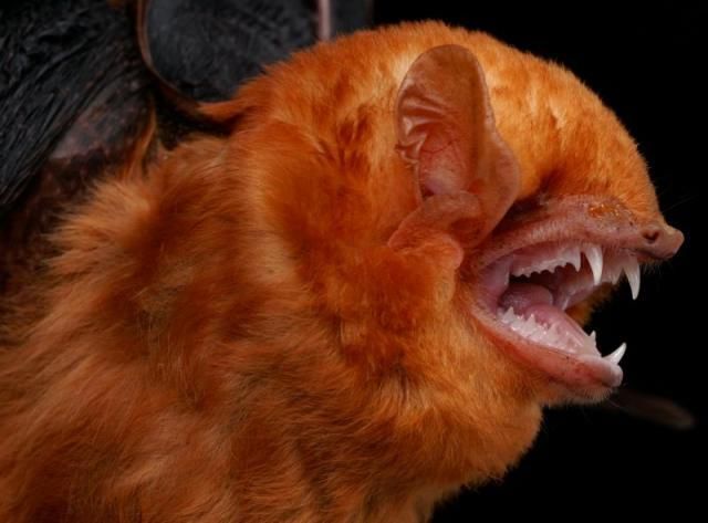 �������� ������� ����� :: ���������� 1