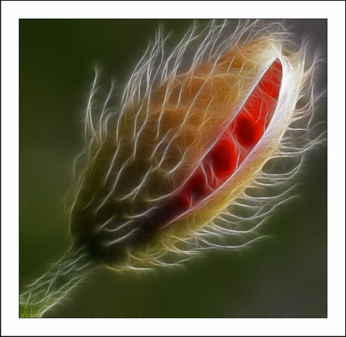 ������� :: Fractalius art ���� 1