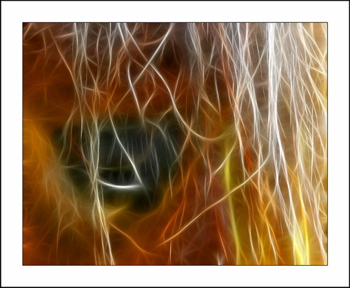 ������� :: Fractalius art ���� 6