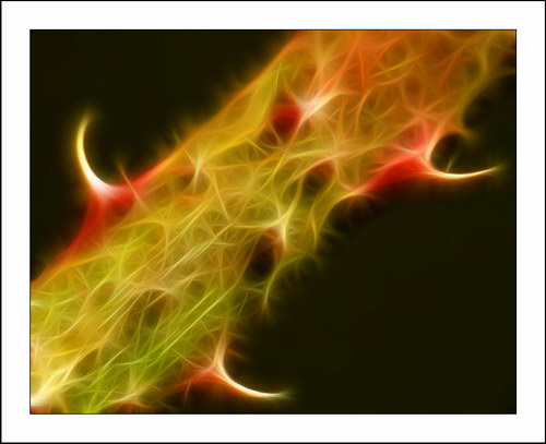 ������� :: Fractalius art ���� 16