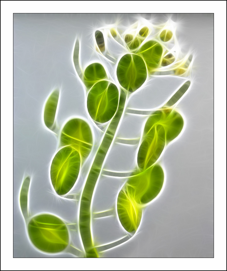 ������� :: Fractalius art :: ���������� 1