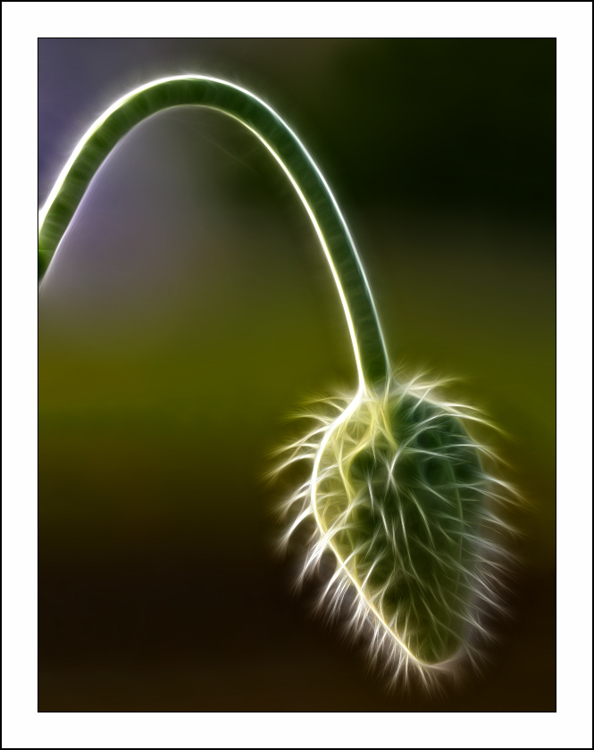 ������� :: Fractalius art :: ���������� 1