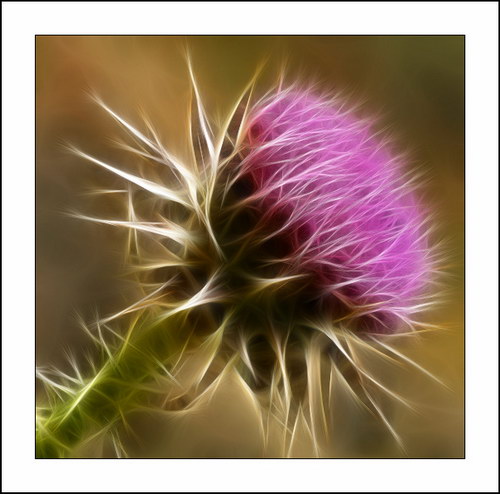 ������� :: Fractalius art ���� 25