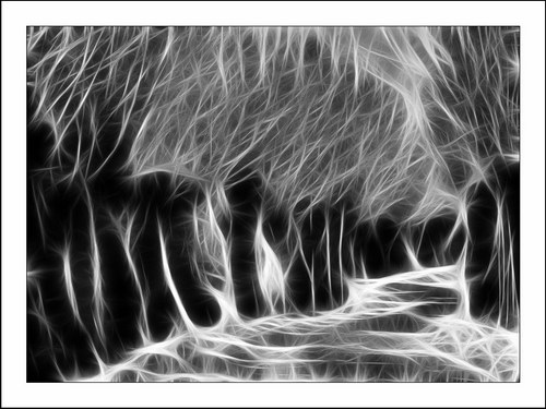 ������� :: Fractalius art ���� 31
