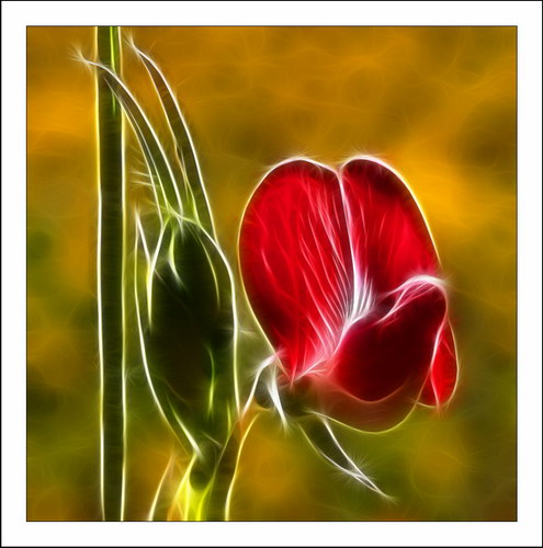 ������� :: Fractalius art ���� 35