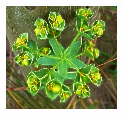 ������� :: Fractalius art ���� 41