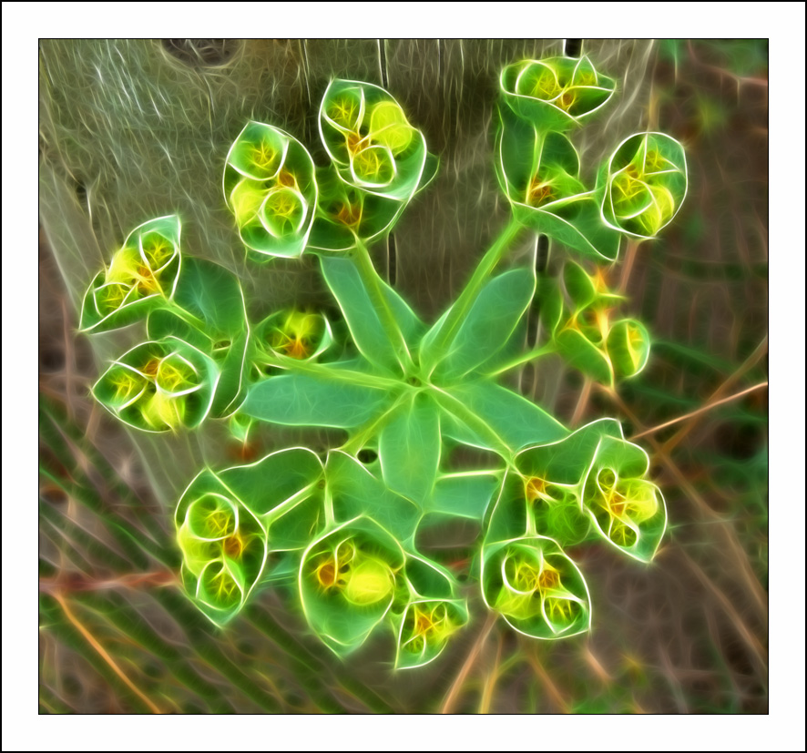 ������� :: Fractalius art :: ���������� 1
