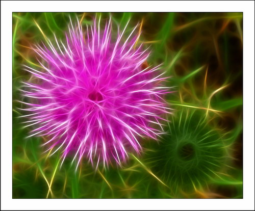 ������� :: Fractalius art ���� 42