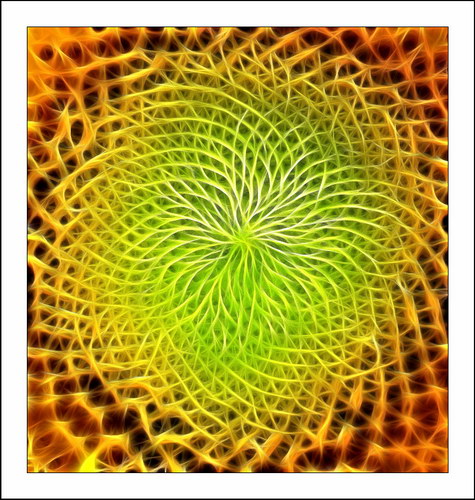 ������� :: Fractalius art ���� 55